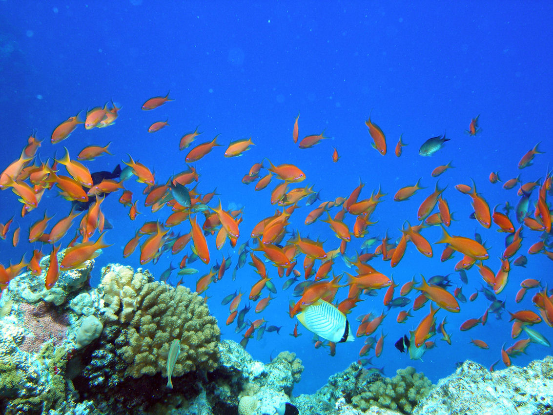 Pseudanthias squamipinnis (Castagnola tropicale)